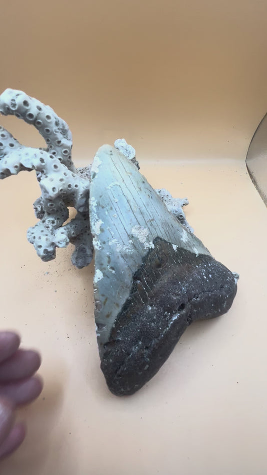 5.6” Megalodon Tooth from a 56’ prehistoric shark!  Great size, nice serrations, nice bourlette