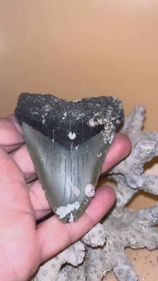 3.42” megalodon shark tooth diver found