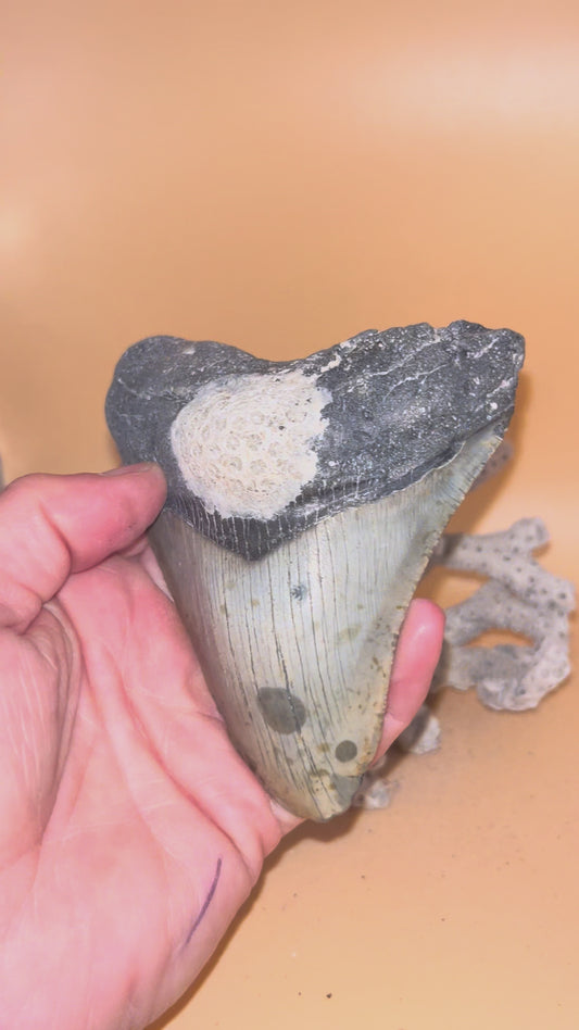 4.4” megalodon shark tooth fossilized & diver found