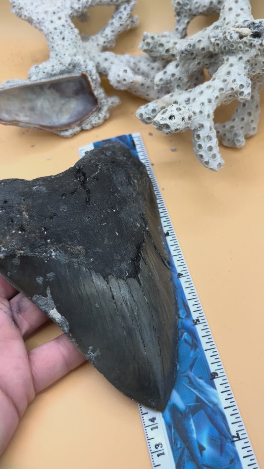 6.04”Megalodon Tooth from a 60’ prehistoric shark!