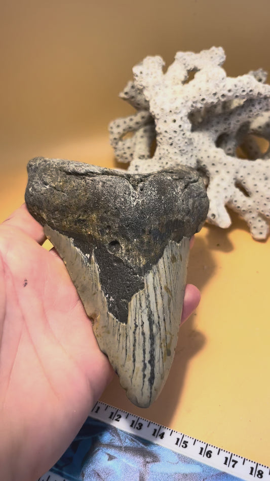5.1” Megalodon Tooth Fossil – Extinct Species – Large Prehistoric Shark Tooth – Hand Recovered by diver