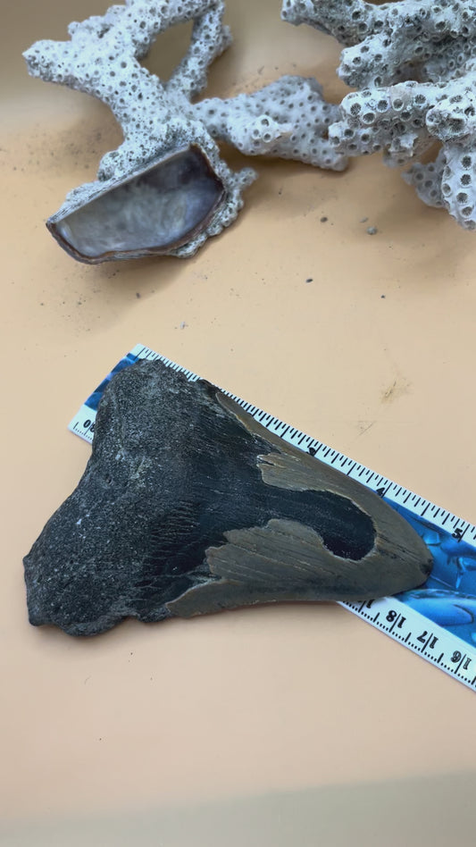 4.9” Megalodon Tooth from a 49’ prehistoric shark!