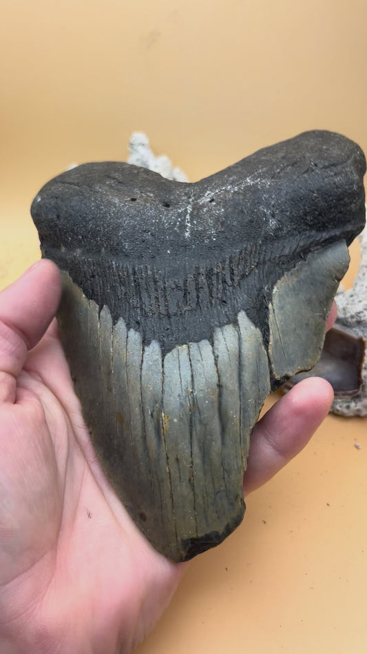 5.96” Megalodon Tooth from a 59’ prehistoric shark!  Great size, nice serrations, nice bourlette. All teeth are hand recovered in 100+ feet of water by scuba divers off North Carolina.  You’re the second human to hold this tooth! Check out Megalodon Tooth