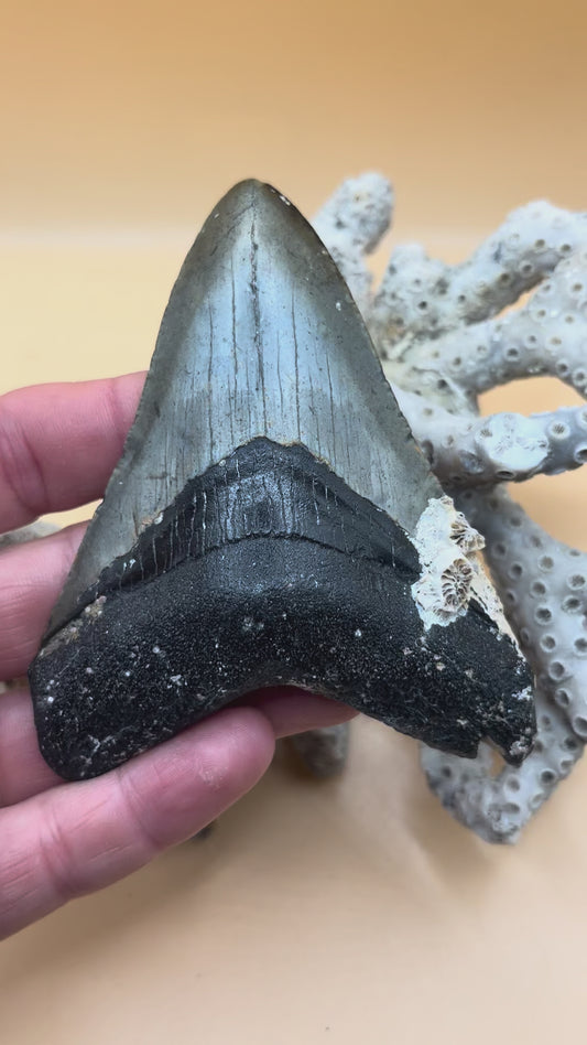 3.7” meg tooth from 37’ shark, immaculate bourlette