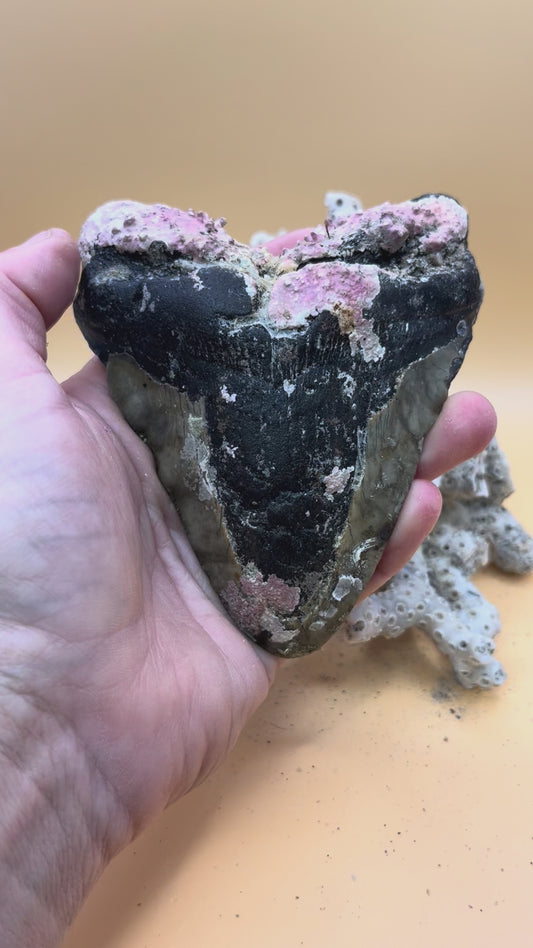 4.6” Megalodon Tooth from a 46’ prehistoric shark!  Unique pink coral on root! Pathological folds!