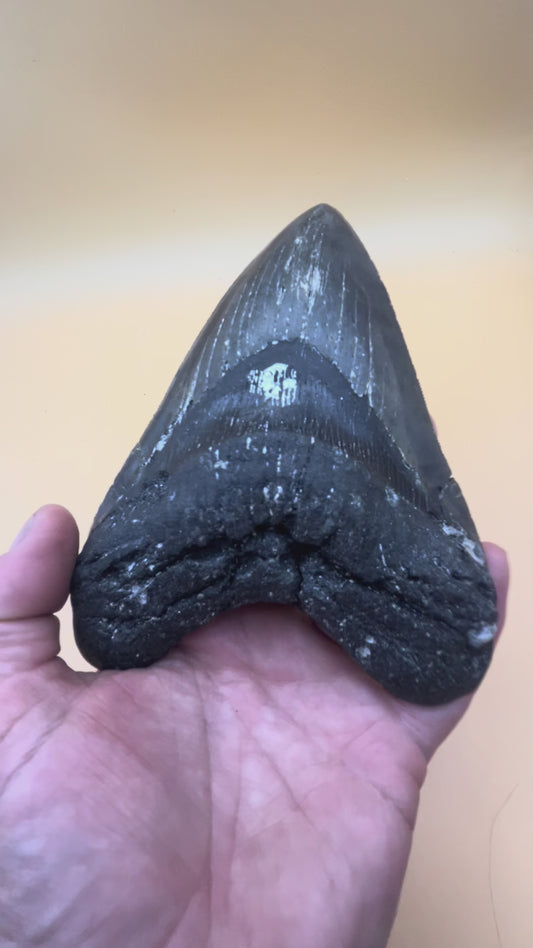 5.5” top quality serrations meg tooth!