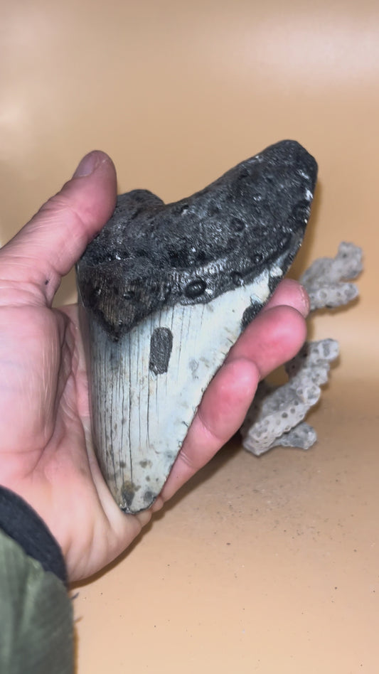 4.8” megalodon tooth, fresh from offshore