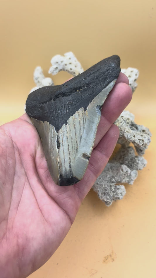 3.80” Megalodon Tooth from a 38’ prehistoric shark!  Great size, nice serrations, nice bourlette. All teeth are hand recovered in 100+ feet of water by scuba divers off North Carolina.  You’re the second human to hold this tooth! Check out Megalodon Tooth