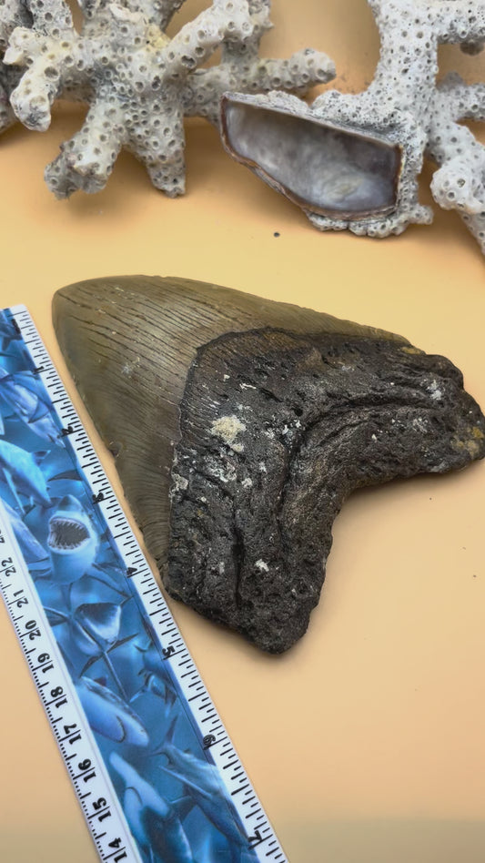 6.09” x 4.60” Megalodon Tooth from a 60’ prehistoric shark!