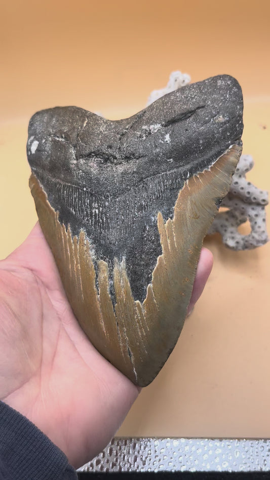 6.06” carolina gold megalodon tooth, diver found 110’ NC