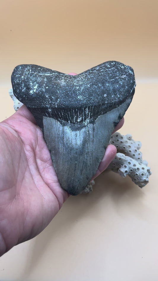 4.7” meg tooth from 47’ shark!