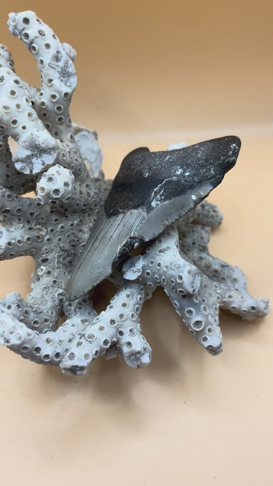 3.6” Megalodon Tooth from a 36’ prehistoric shark! Great size, nice serrations, nice bourlette.