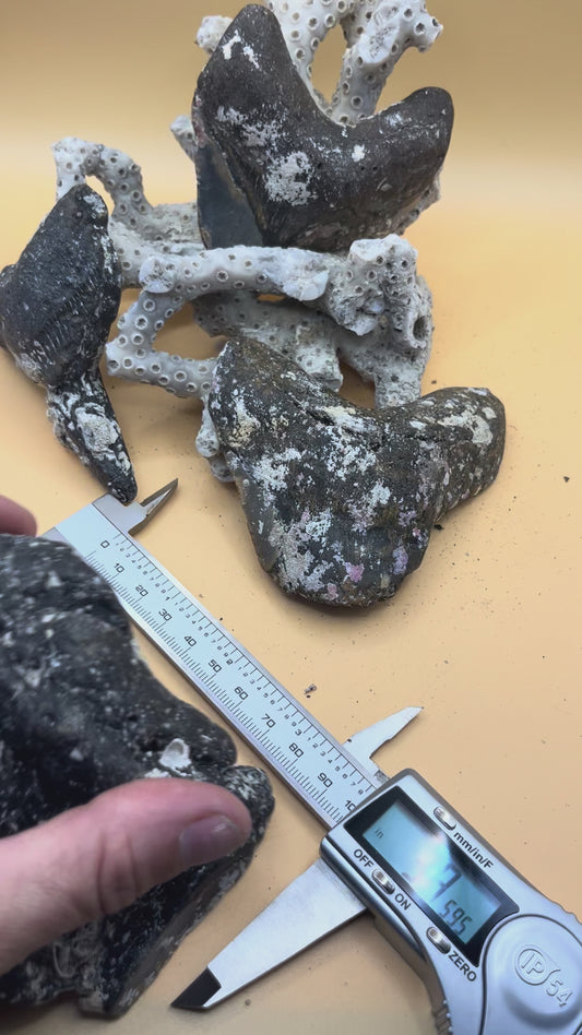 4 pieces of Megalodon Tooth