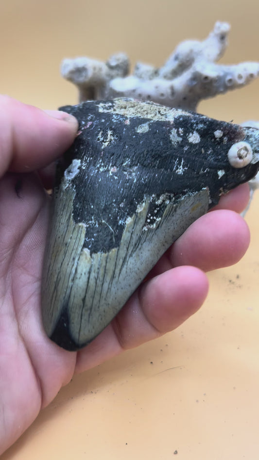 3.3” partial Megalodon Tooth from a 33’ prehistoric shark!
