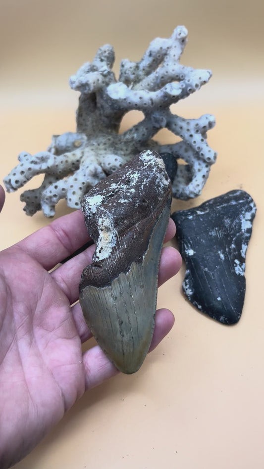 3 x 4.0”-4.4” megalodon teeth partials.  Hand found scuba diving off Nc.  From massive 40’ or bigger 2-20 million year old sharks!