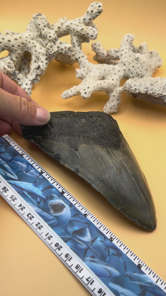 6.04” Megalodon partial Tooth from a 60’ prehistoric shark! Great size, nice serrations, nice bourlette. All teeth are hand recovered in 100+ feet of water by scuba divers off North Carolina. You’re the second human to hold this tooth! Check out Megalodon