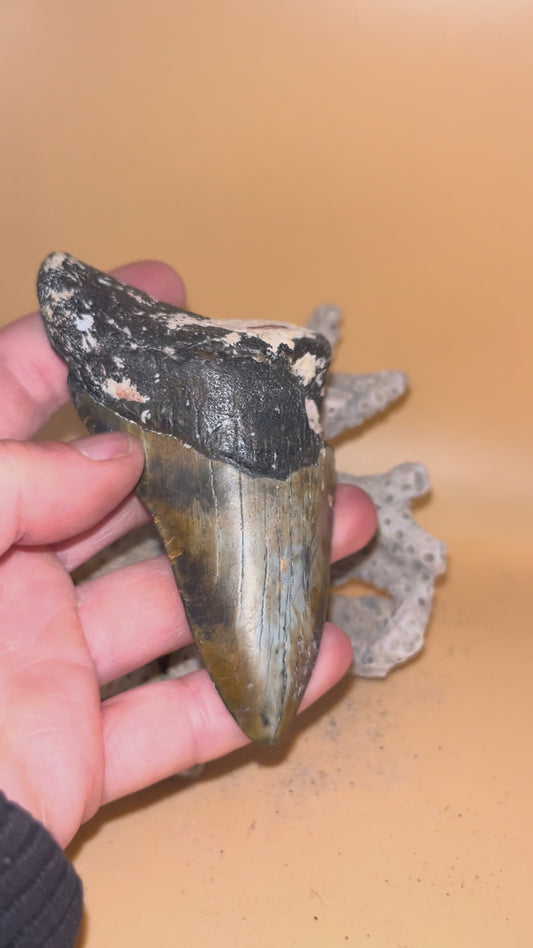 4.13” megalodon tooth diver found