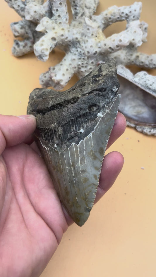 4.45” Megalodon Tooth from a 44’ prehistoric shark!