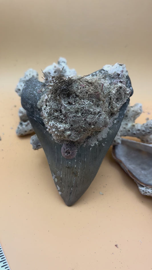 4.43” Megalodon Tooth from a 44’ prehistoric shark!